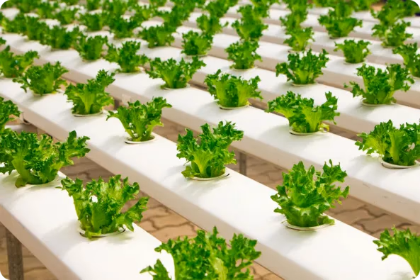 Surveillance des plantes en agriculture hydroponique par vision par IA