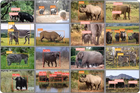 Un vistazo al conjunto de datos African Wildlife Dataset