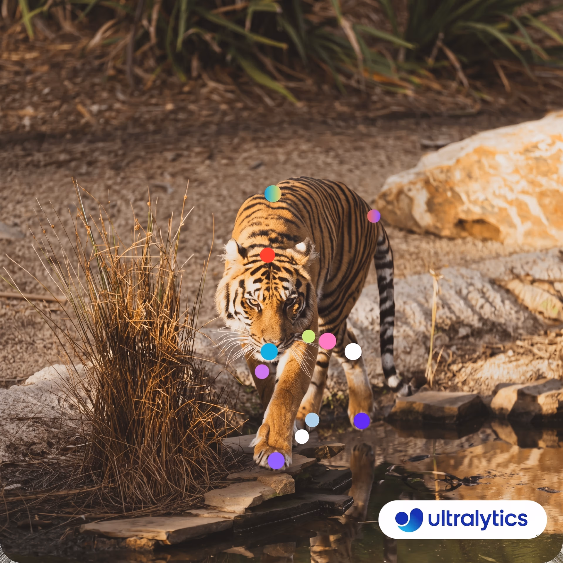 Pose estimation of a tiger using YOLOv8