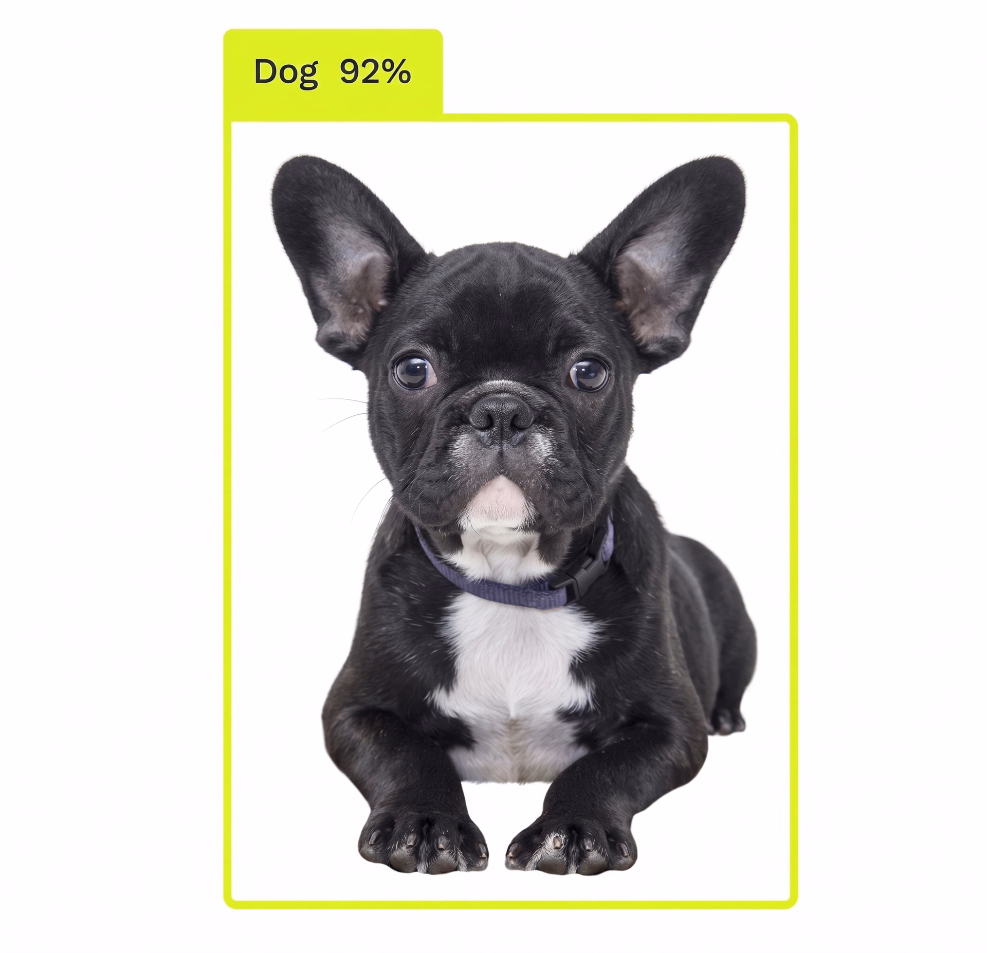 Dog Detection