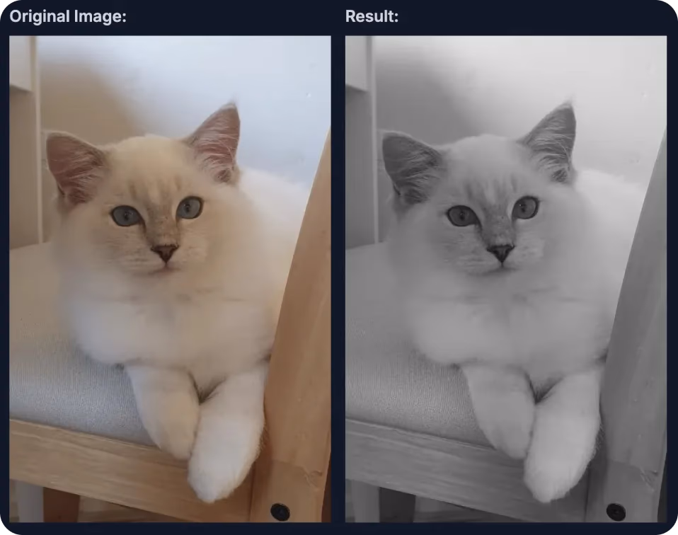 应用于猫图像的灰度增强