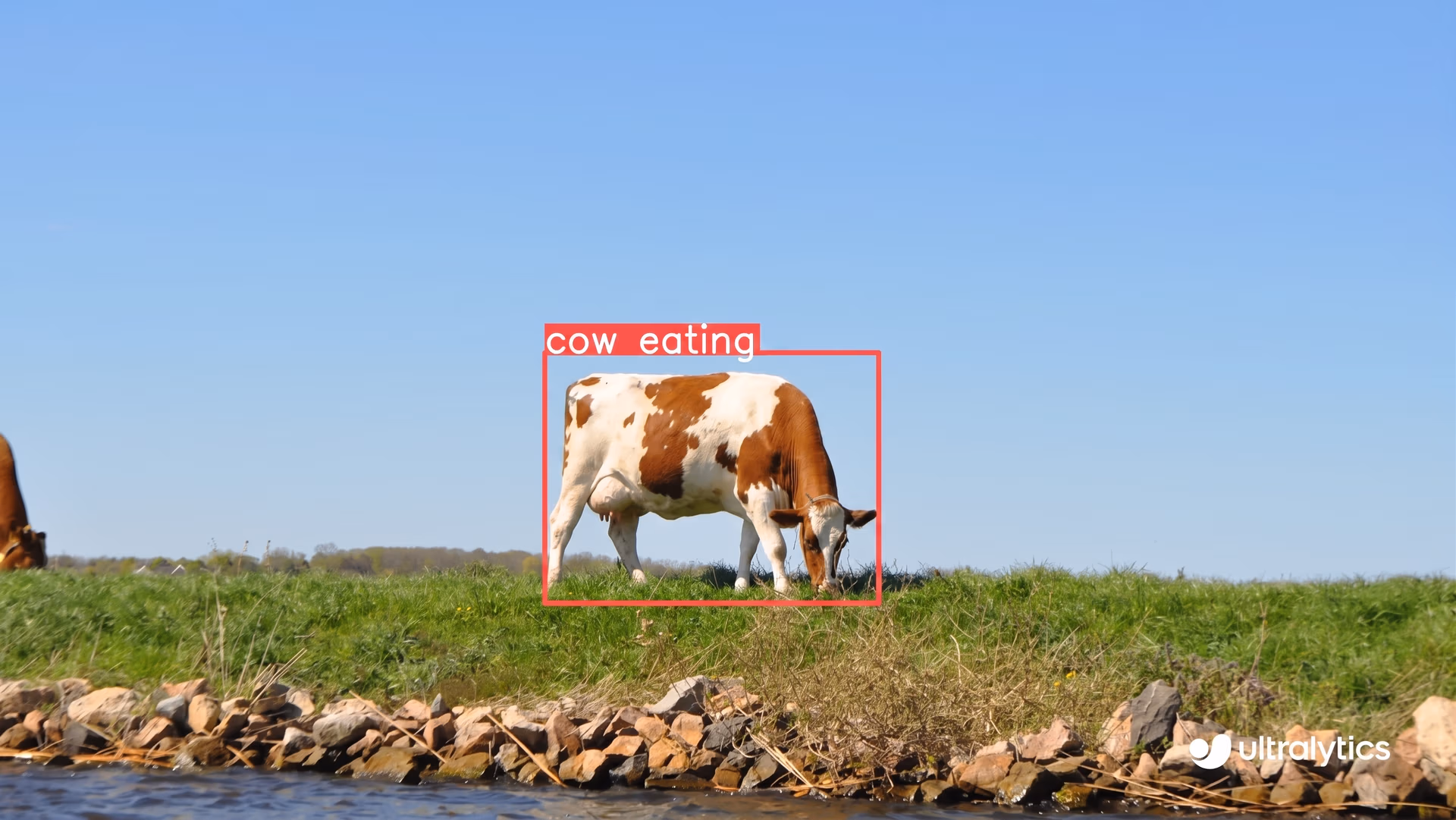 Monitoring cattle feeding on a farm using Ultralytics YOLO11
