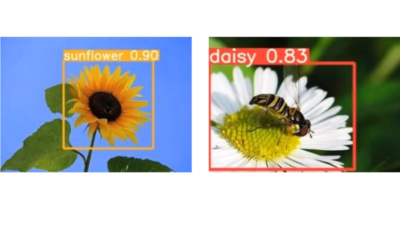 Modelo de visión artificial identificando y clasificando diferentes especies de flores