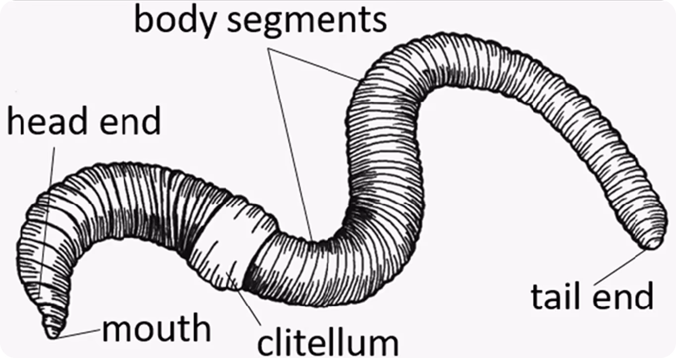 Diagramm der wichtigsten Körperteile eines Regenwurms