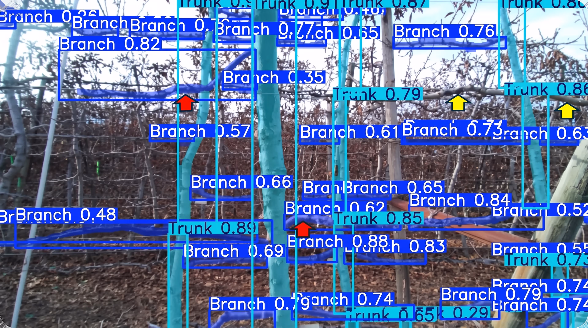 Ultralytics YOLO11 detecting tree trunks and branches for forest conservation