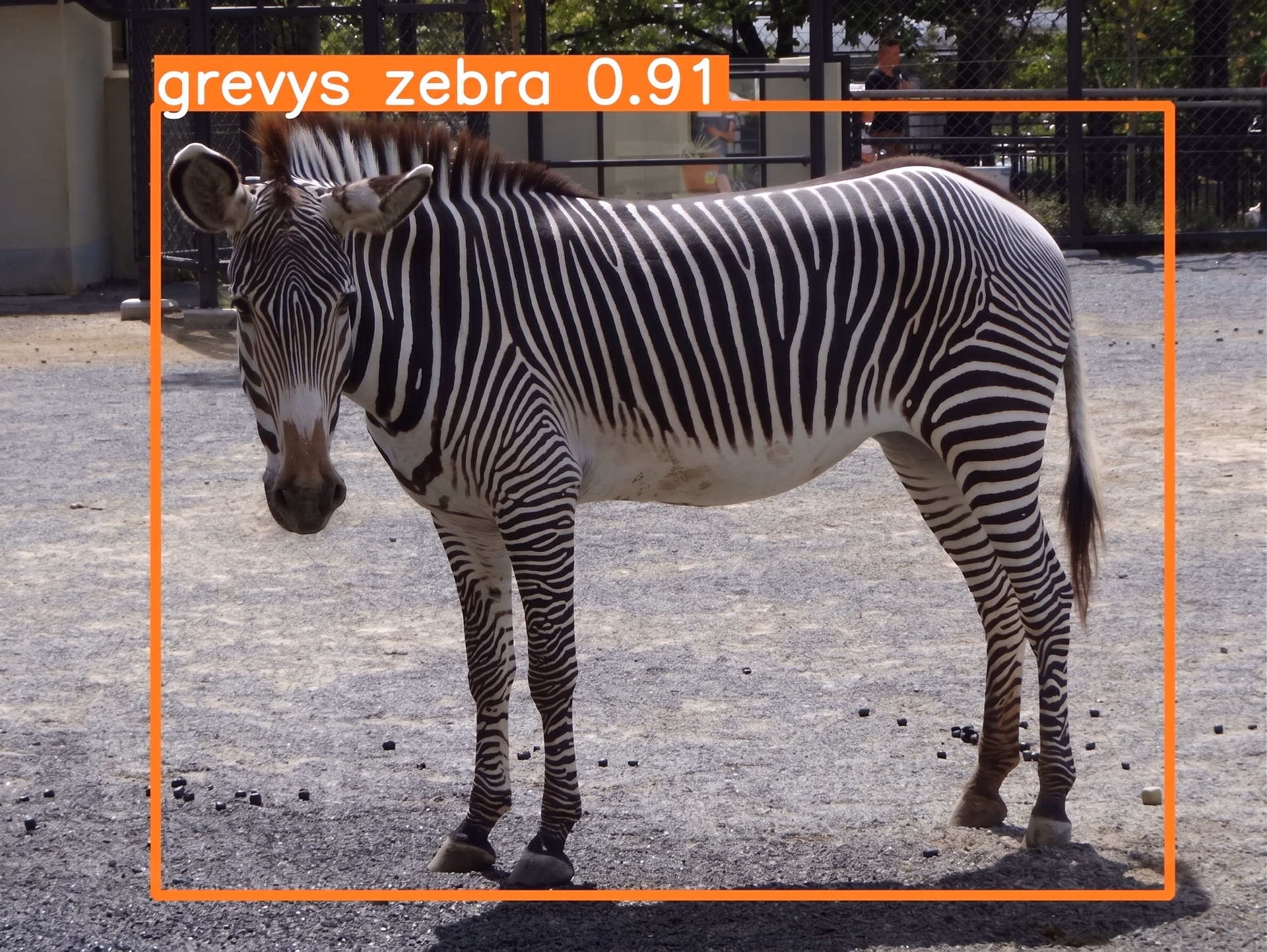 Grevy's Zebra