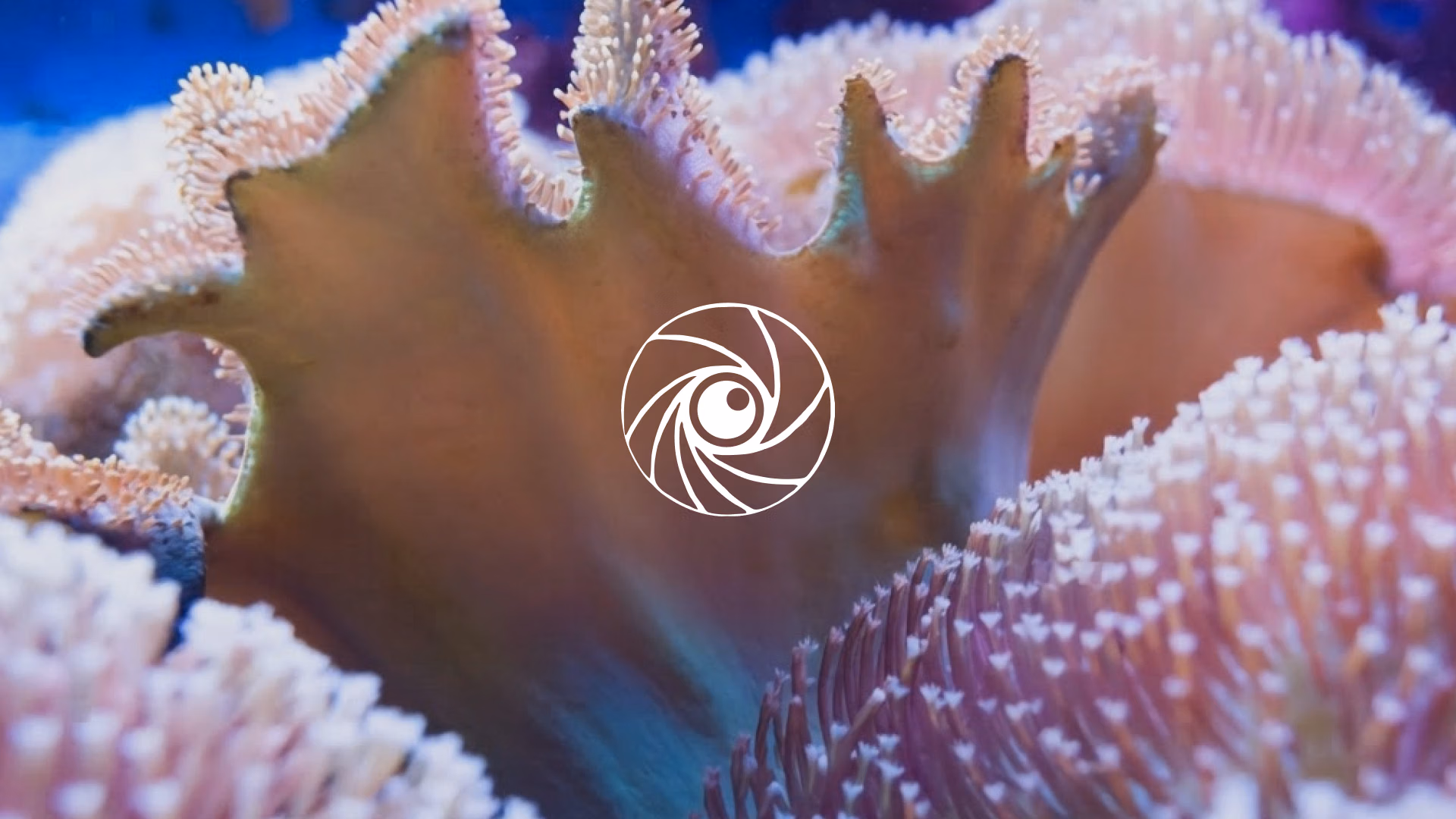 Project Ocean Oasis advances reef conservation with Ultralytics YOLO