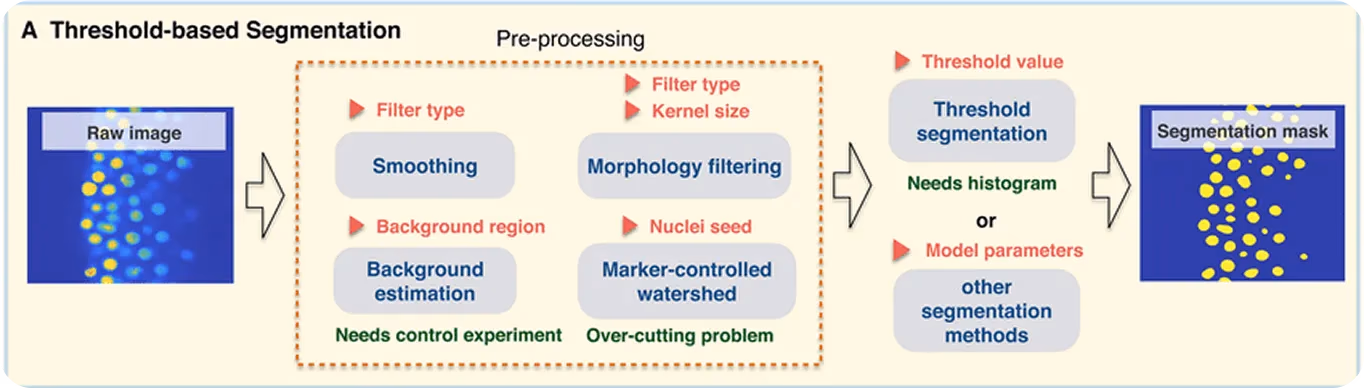 An example of thresholding-based cell segmentation