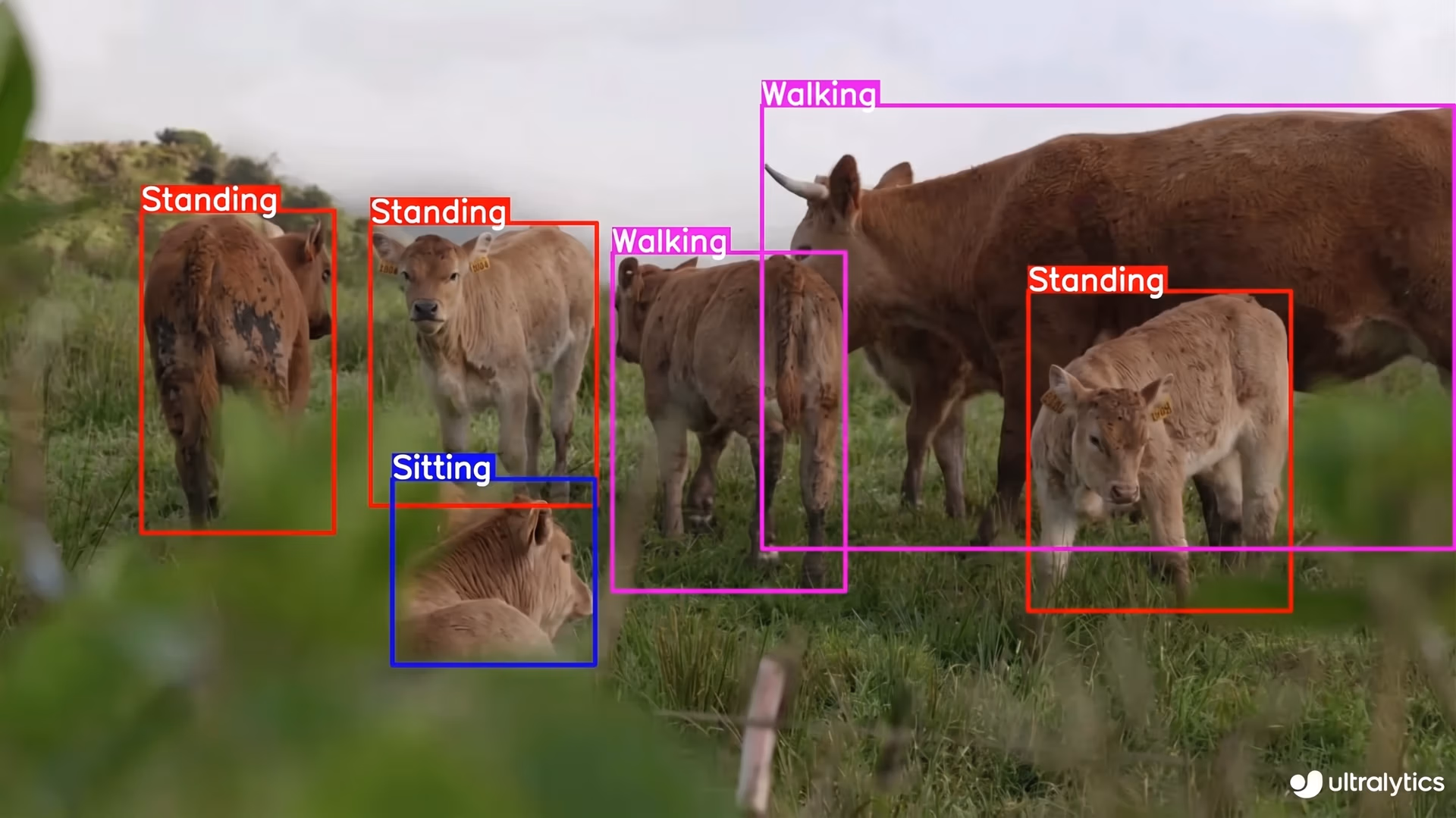 Animal behavior monitoring using Ultralytics YOLO11