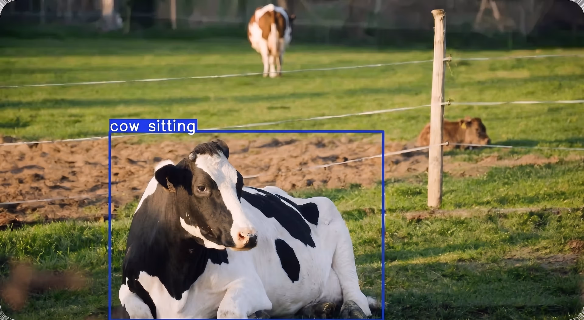 Cow posture detection powered by YOLO