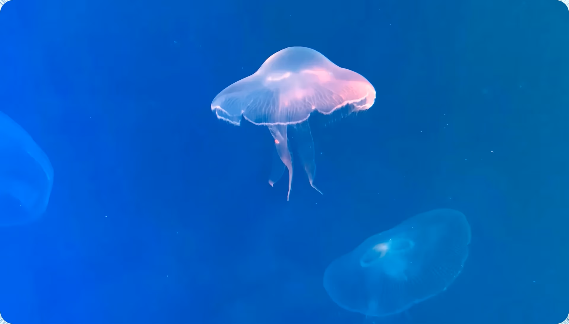 La vision par ordinateur de YOLO11 détectant des objets dans un environnement sous-marin
