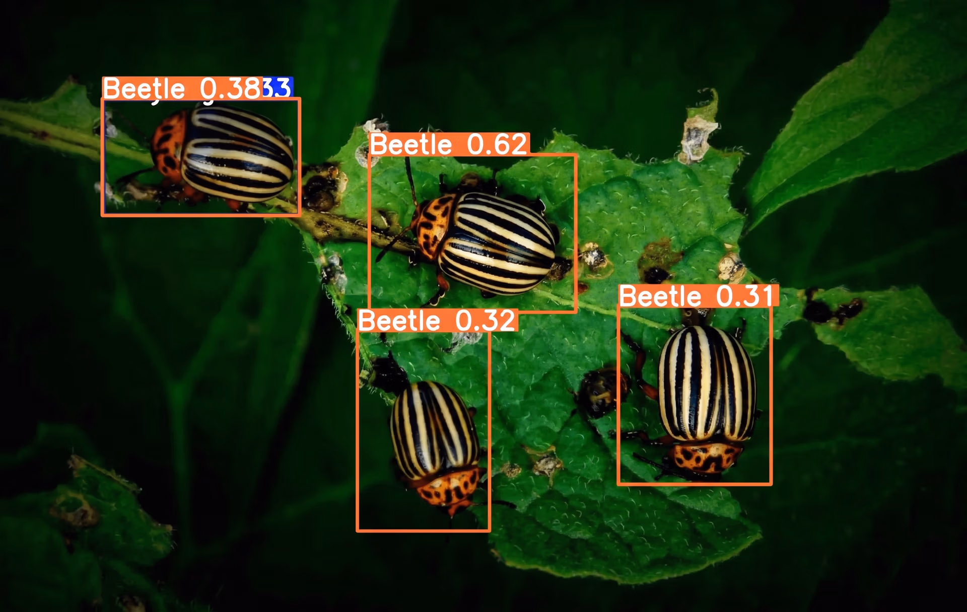 Ultralytics YOLO11 detecting and classifying beetles on crops for early pest detection