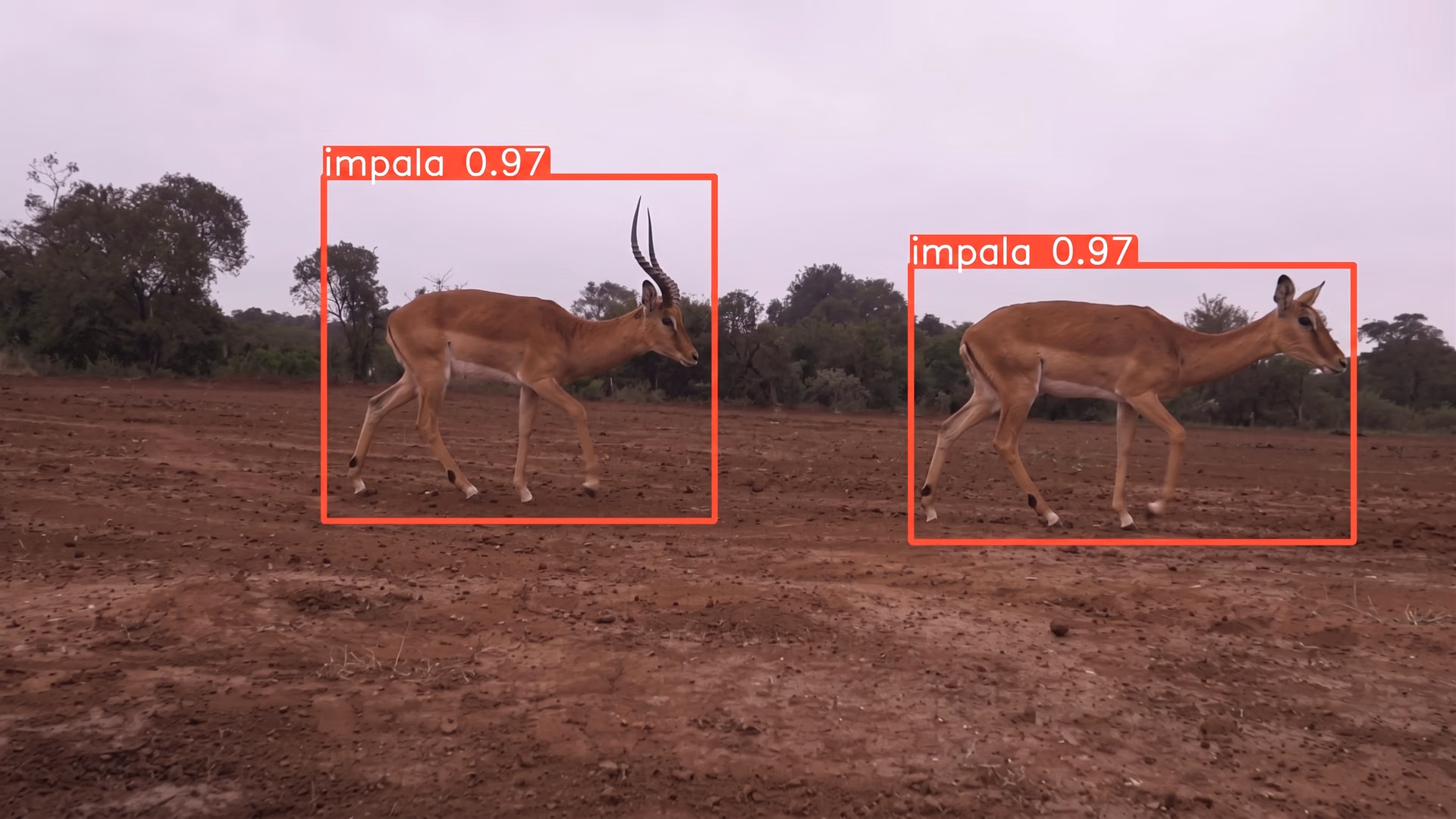 Detecting Impala with Ultralytics YOLOv5