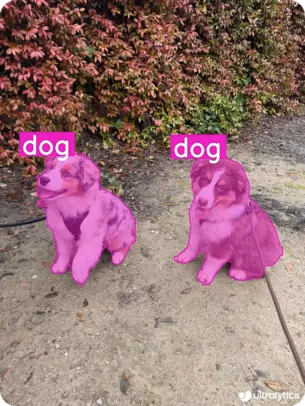 YOLO11 che utilizza la segmentazione per identificare due cani