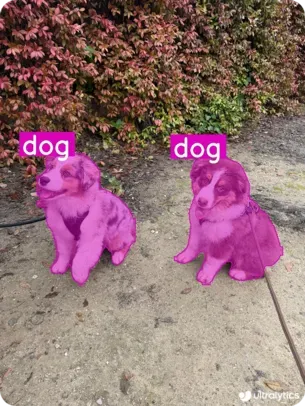 YOLO11 usando segmentación para identificar a dos perros