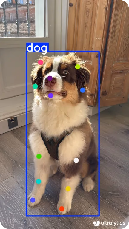 Blues che aiuta il team con la stima della posa del cane usando YOLO11