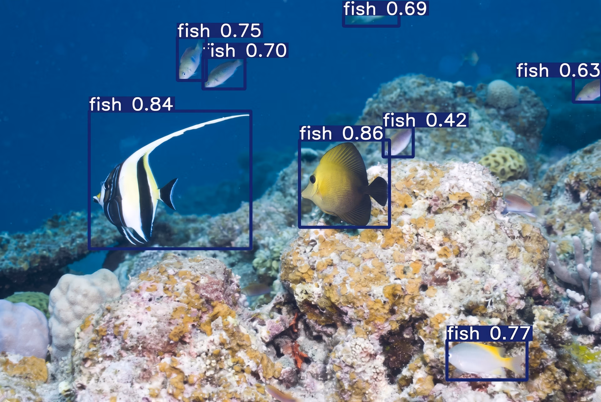 YOLO11 detecting fish species in an underwater environment