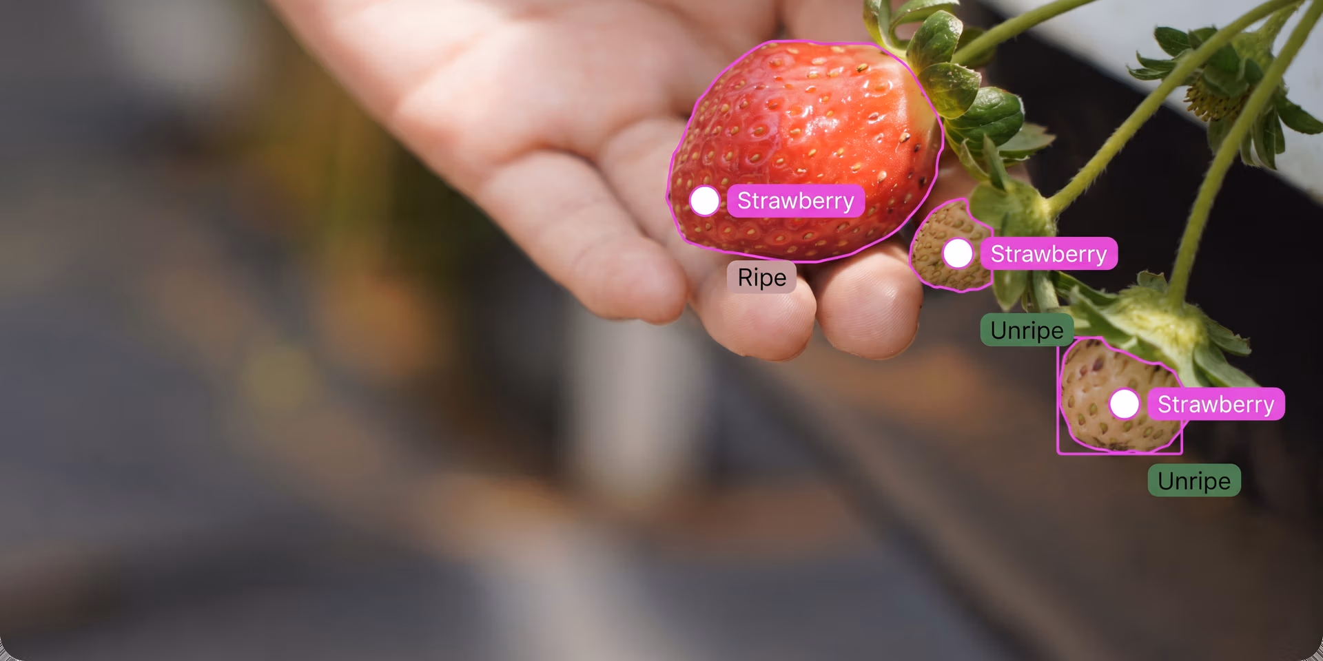 Computer vision segmenting ripe strawberries