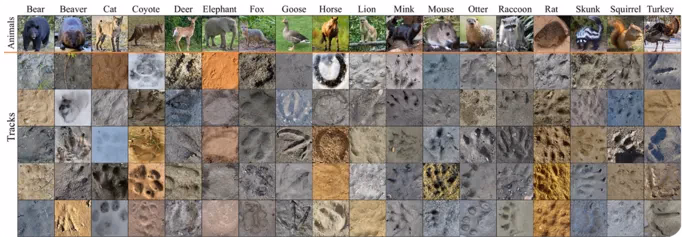 Ein Blick auf das OpenAnimalTracks-Datenset