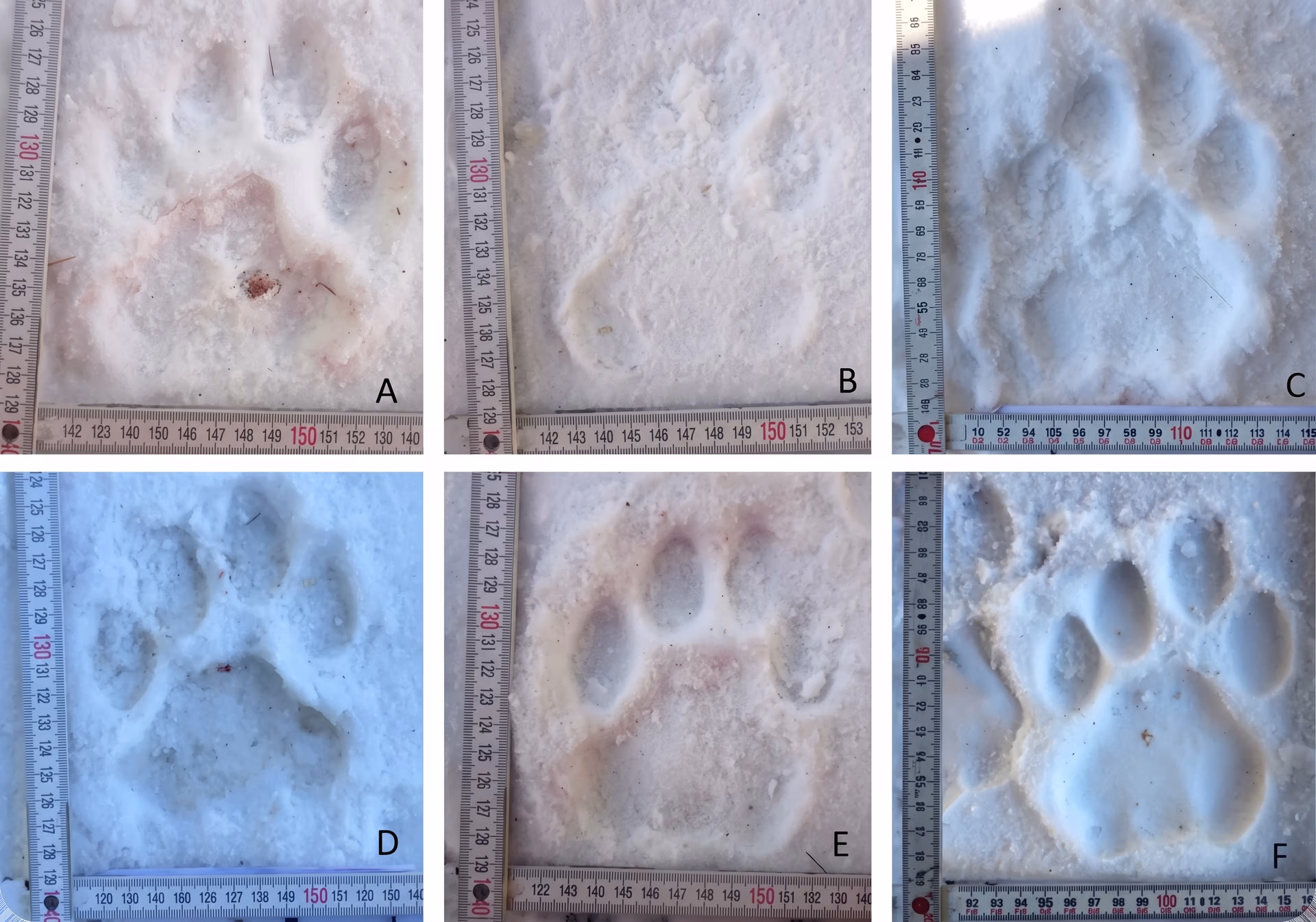 Tiger footprints in snow