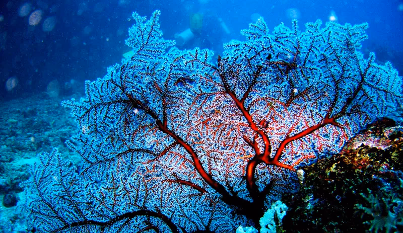 MarineSitu hits 96%+ uptime in underwater monitoring using Ultralytics YOLO