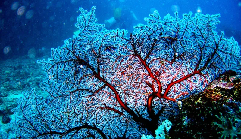 MarineSitu alcanza un tiempo de actividad superior al 96% en monitorización submarina utilizando Ultralytics YOLO
