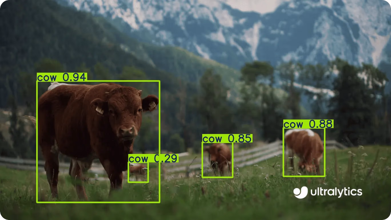 Giám sát gia súc bằng phát hiện đối tượng YOLO11