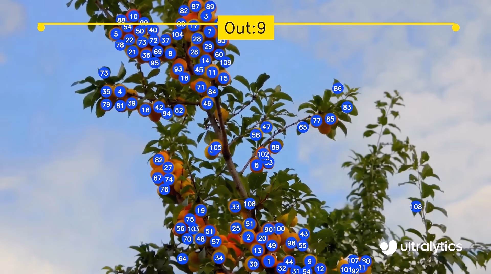Ultralytics YOLO11 counting fruit in real time for harvest planning