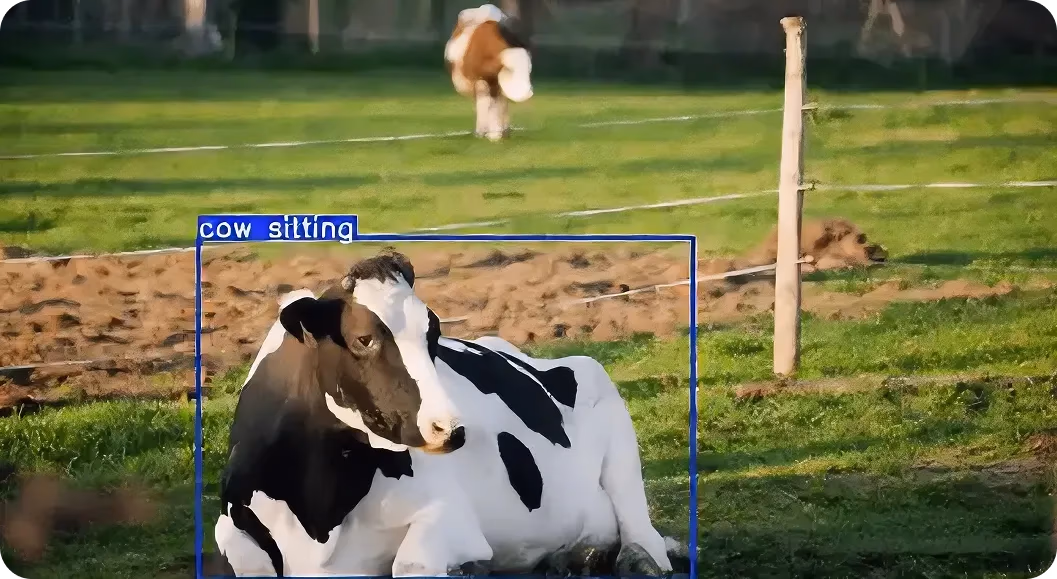Detección de la postura de vacas impulsada por YOLO