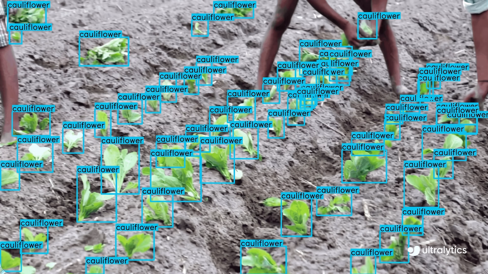 An example of using Ultralytics YOLO11 to monitor crops