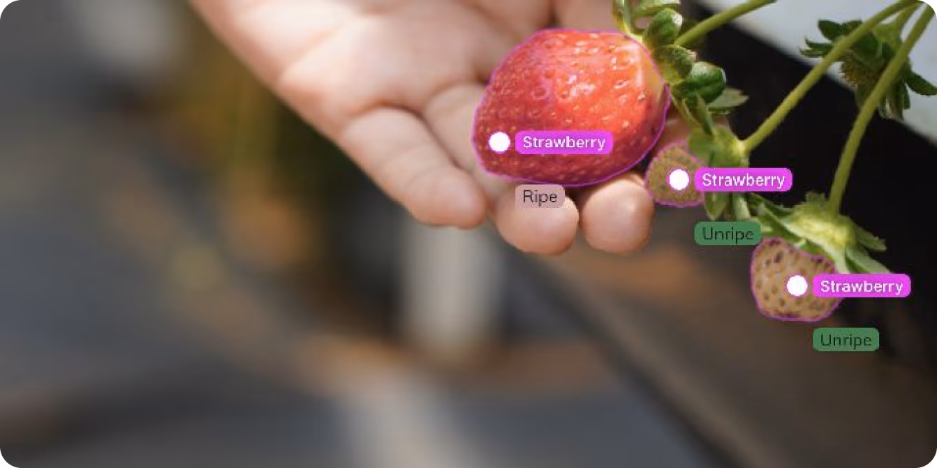 Computer vision che segmenta fragole mature