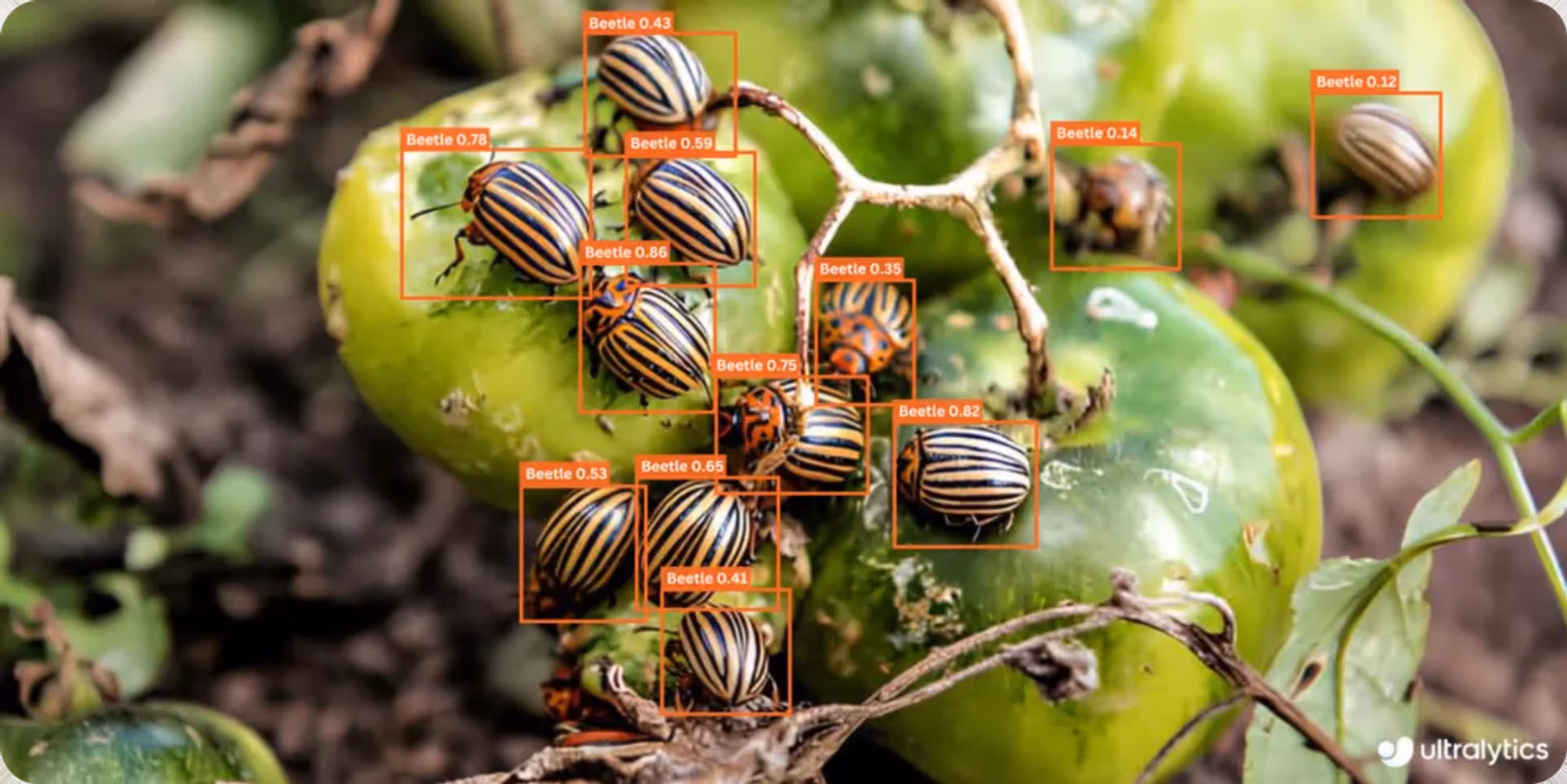 Using computer vision to detect beetles