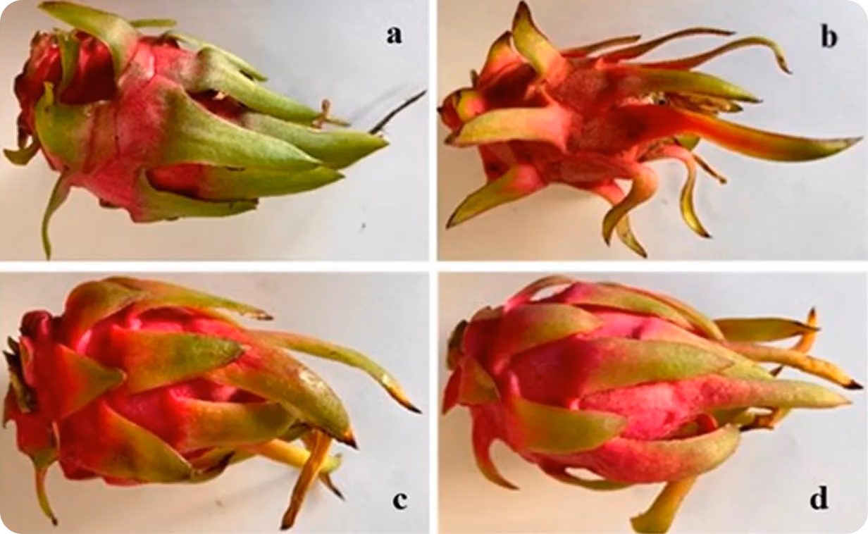 Verschiedene Sorten roter Drachenfrucht hinsichtlich ihrer Form