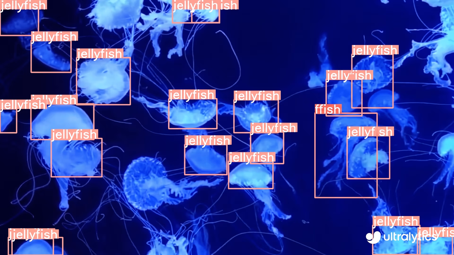 Ultralytics YOLOv8 model identifying different marine species