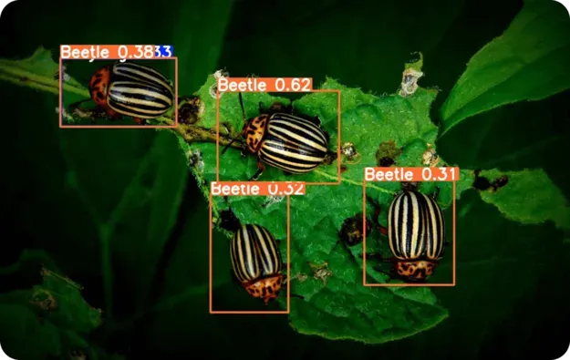 YOLO11 détectant précisément des coléoptères pour une lutte antiparasitaire ciblée
