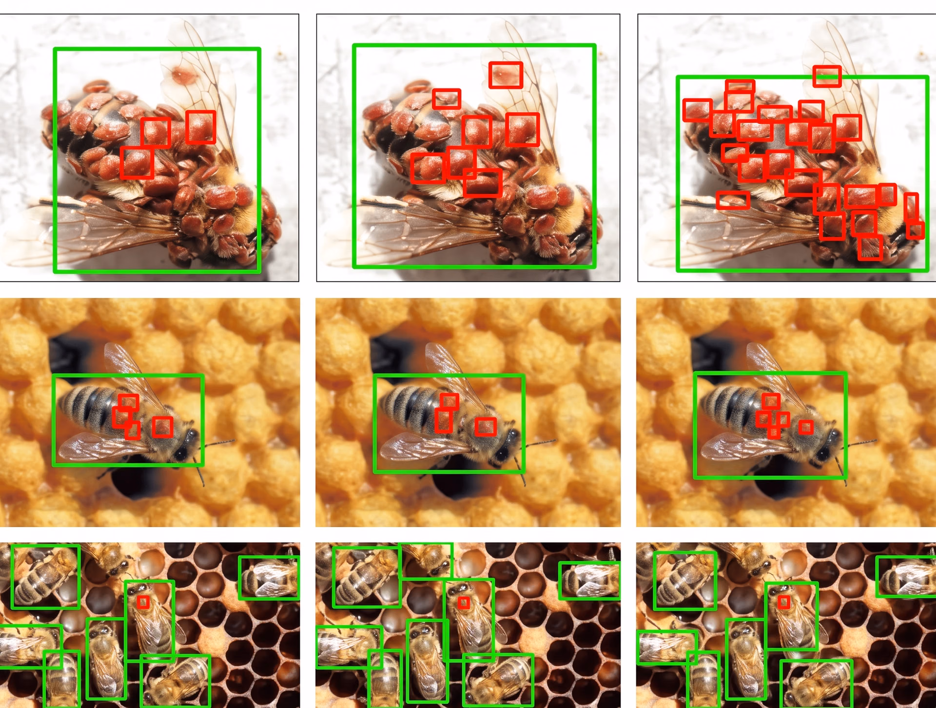 Arı kolonilerindeki Varroa akar istilalarını tespit eden ve analiz eden computer vision
