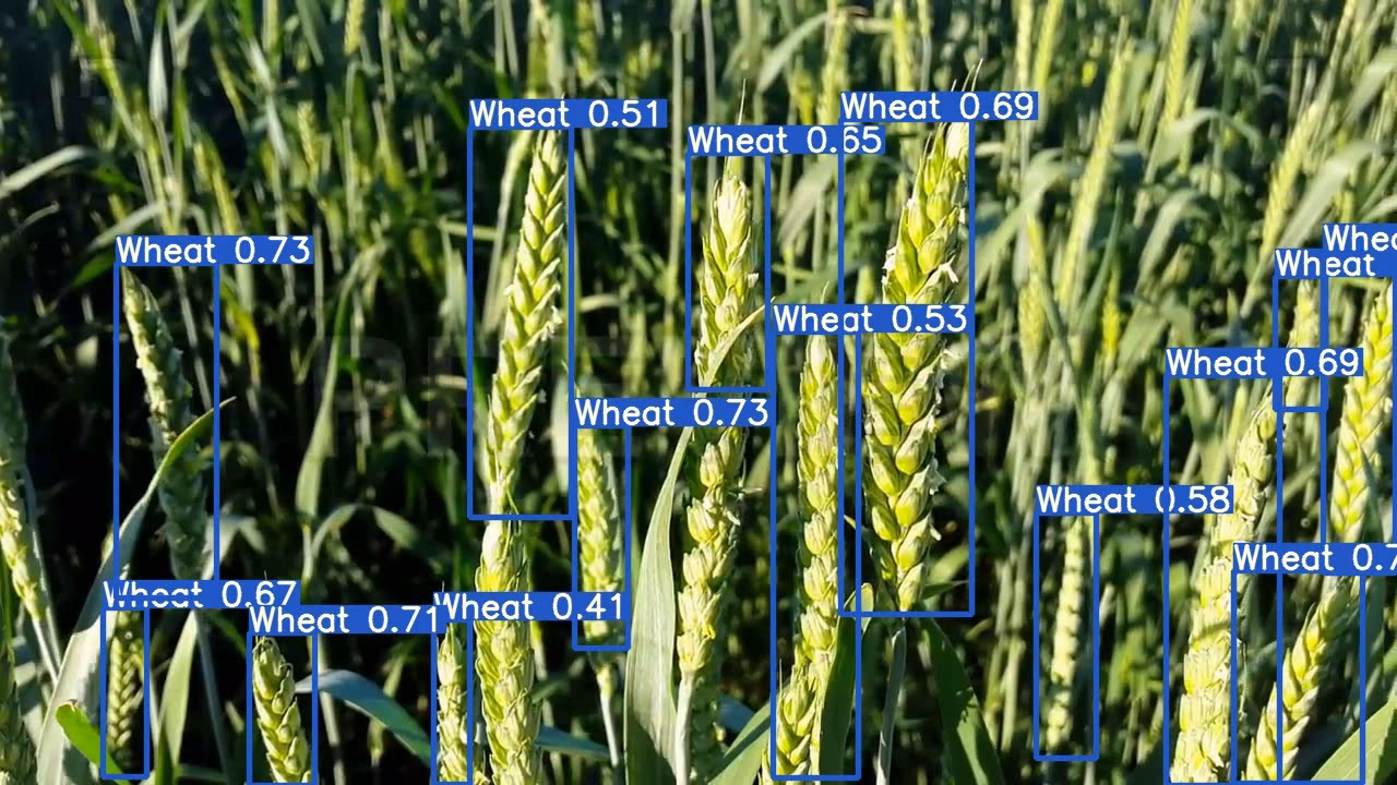 Buğday başağı tespitini gösteren Global Wheat veri seti örneği