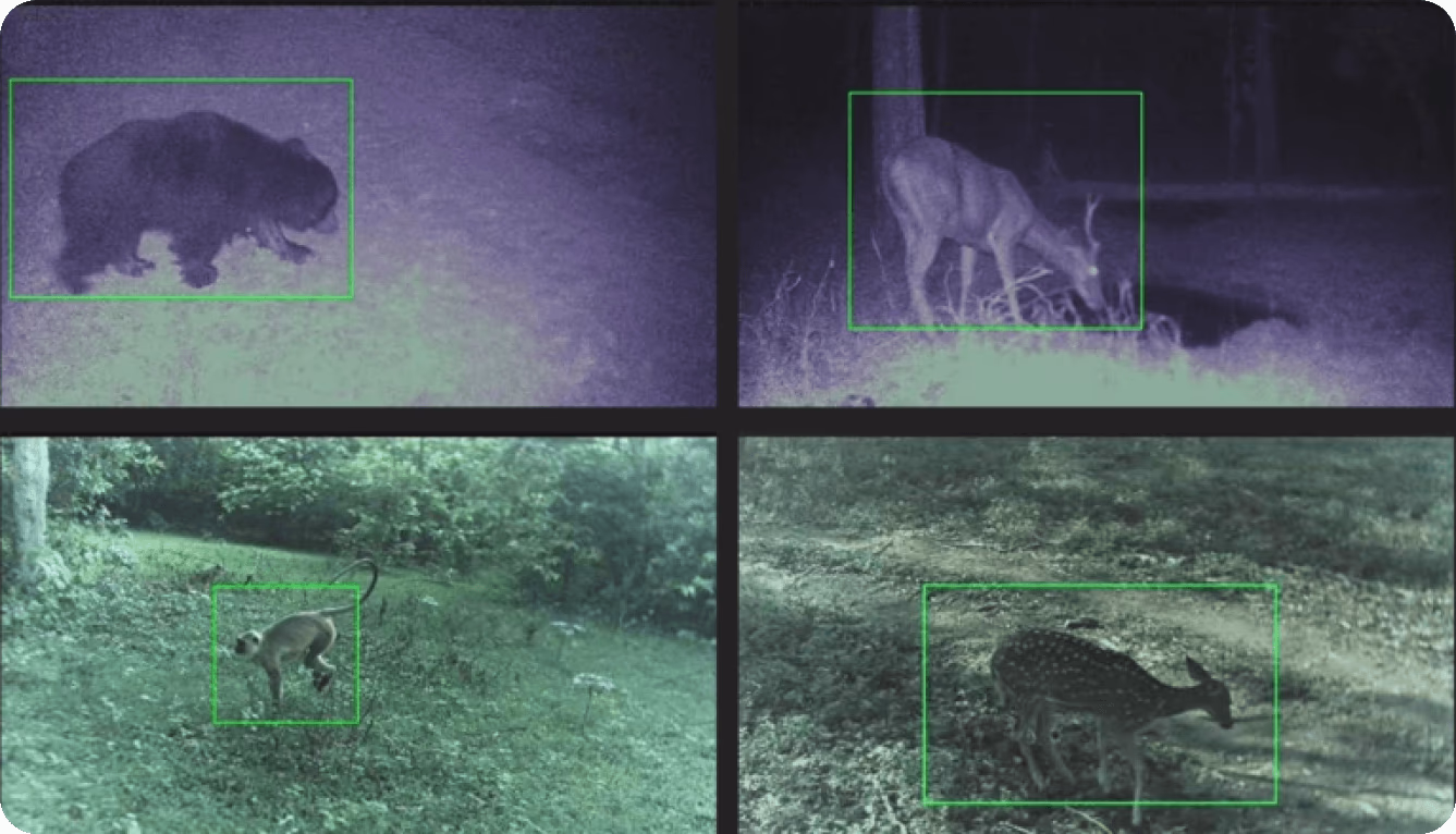 Rilevamento di oggetti (animali) per la conservazione della fauna selvatica