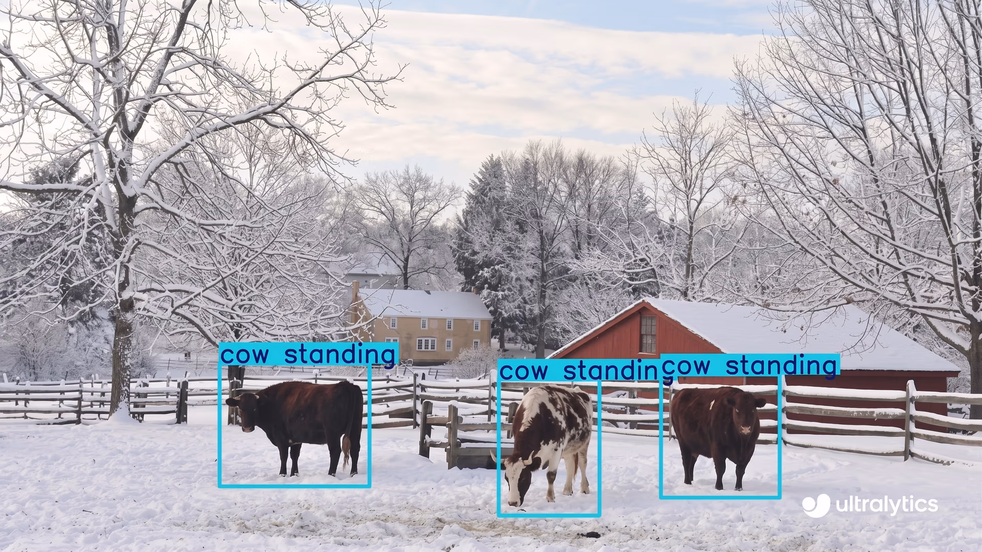 Using Ultralytics YOLO11 to monitor cattle