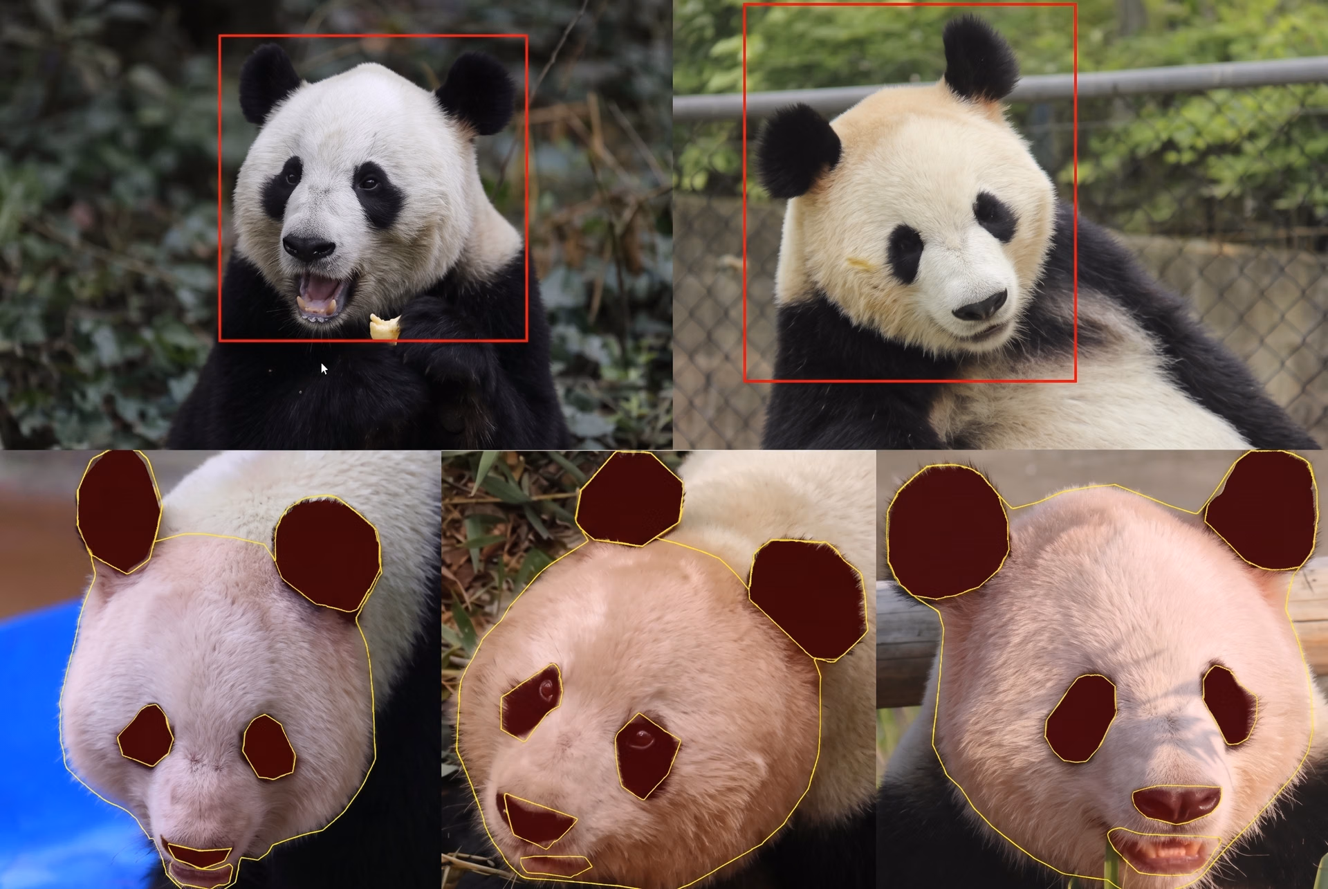Annotierte Daten zum Trainieren von Modellen zur Erkennung und Identifizierung von Pandas