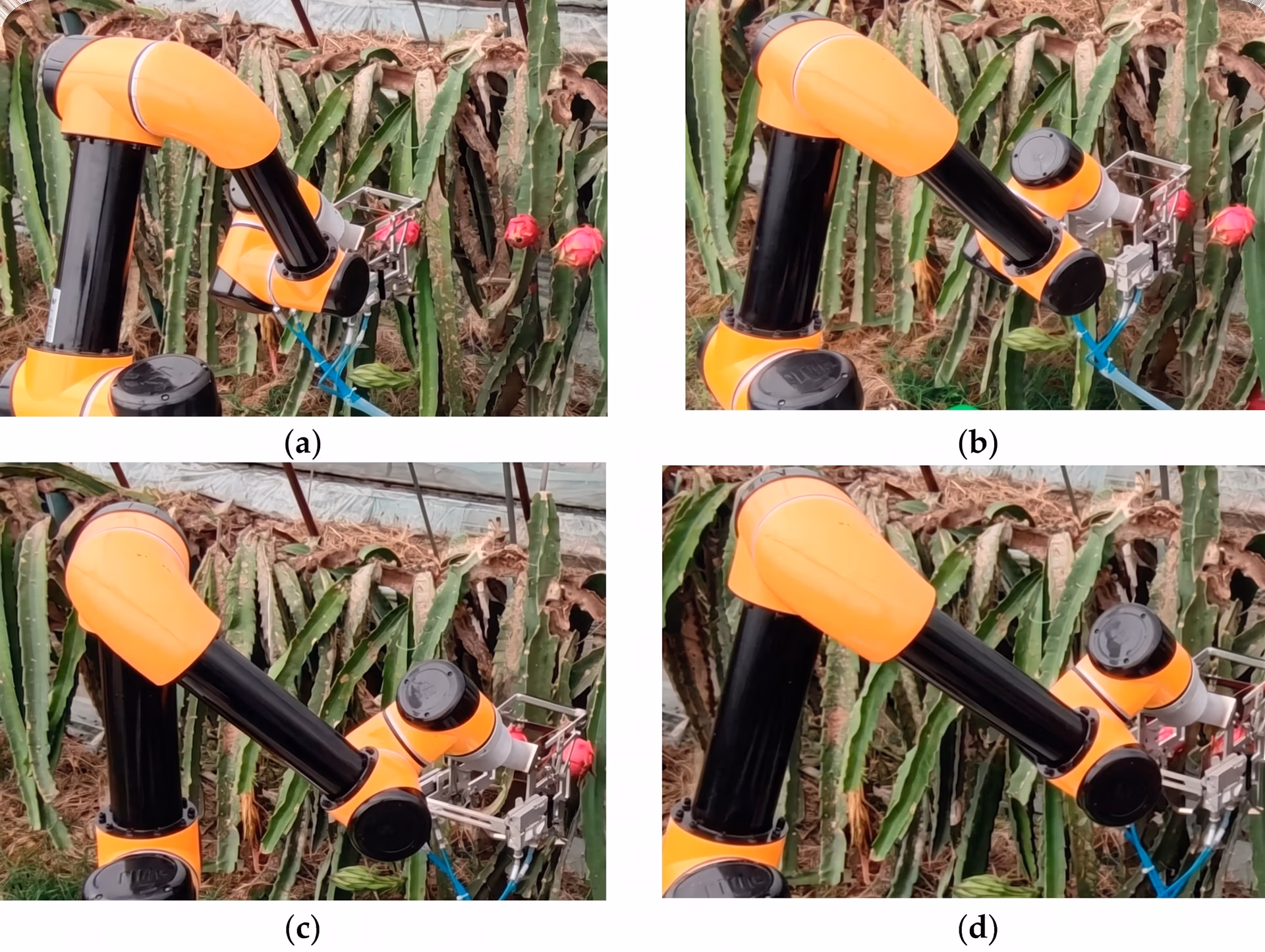 A vision-enabled robot picking ripe dragon fruits