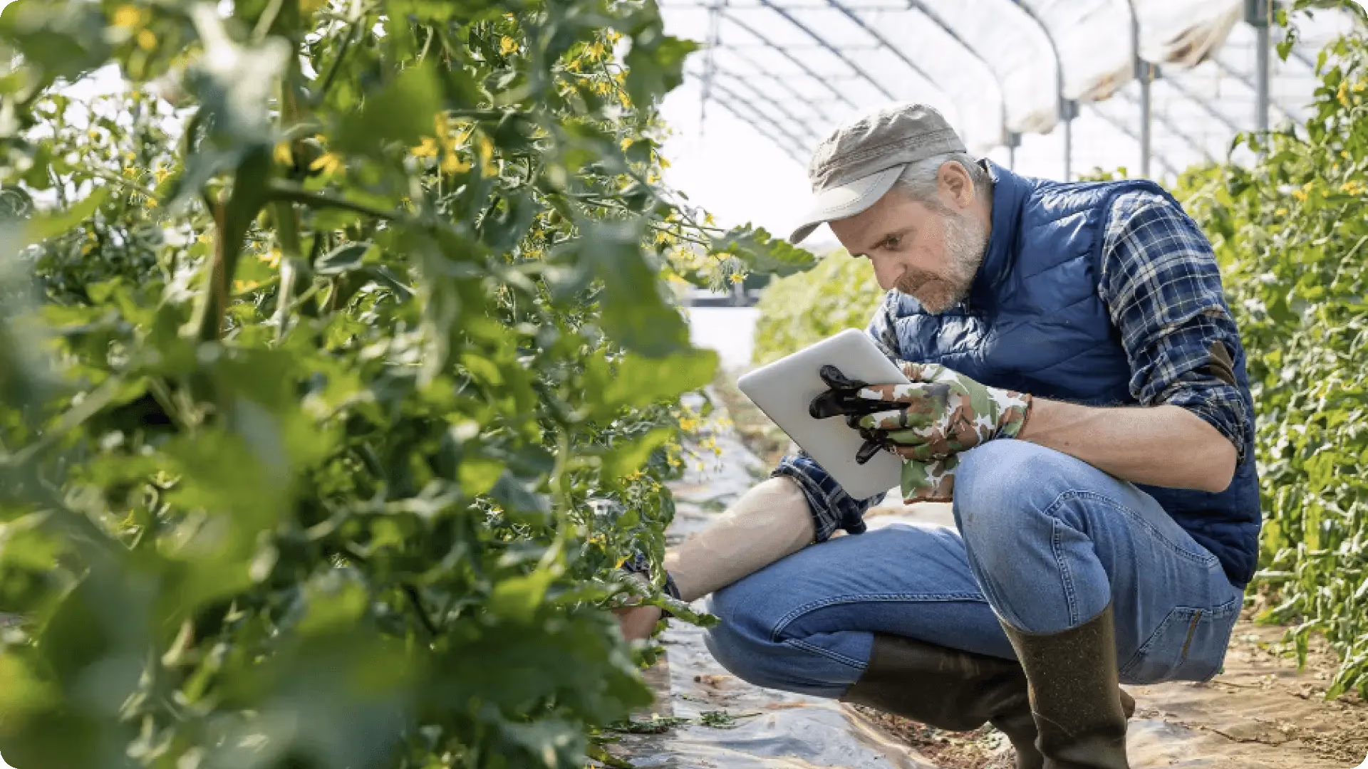 Employé effectuant un contrôle qualité sur des plants de tomates