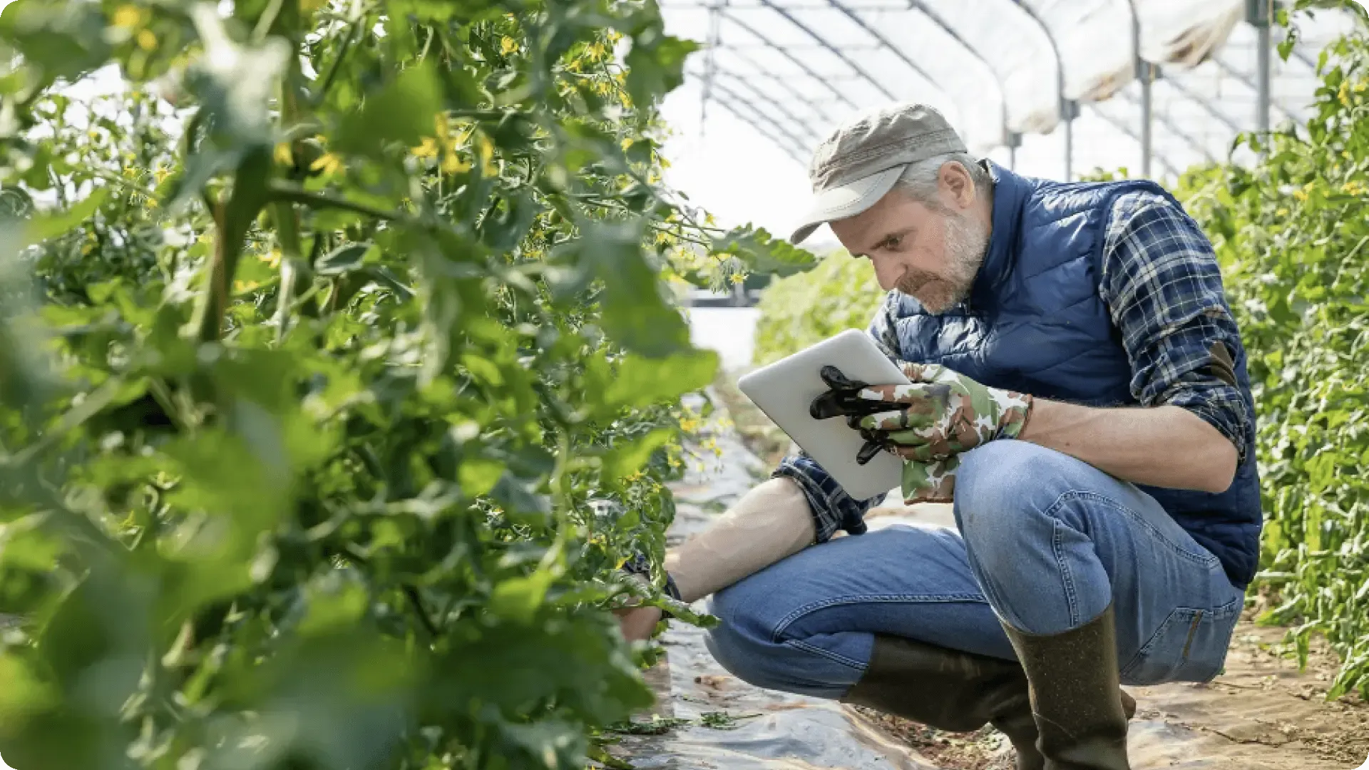 Funcionário realizando controle de qualidade em plantas de tomate