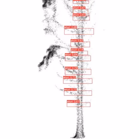 Árbol con YOLOv5