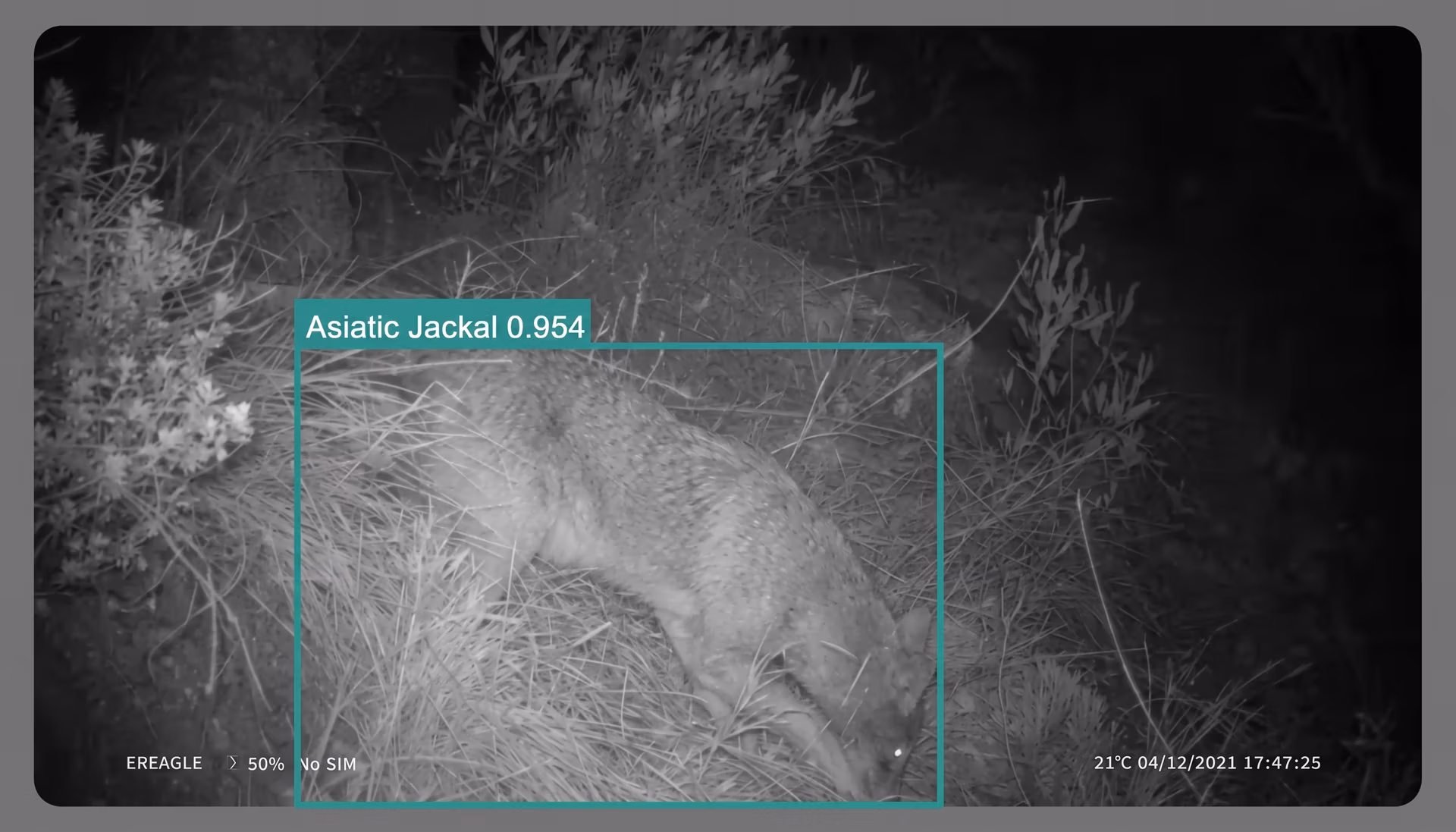 Asiatic Jackal Detected with YOLOv5