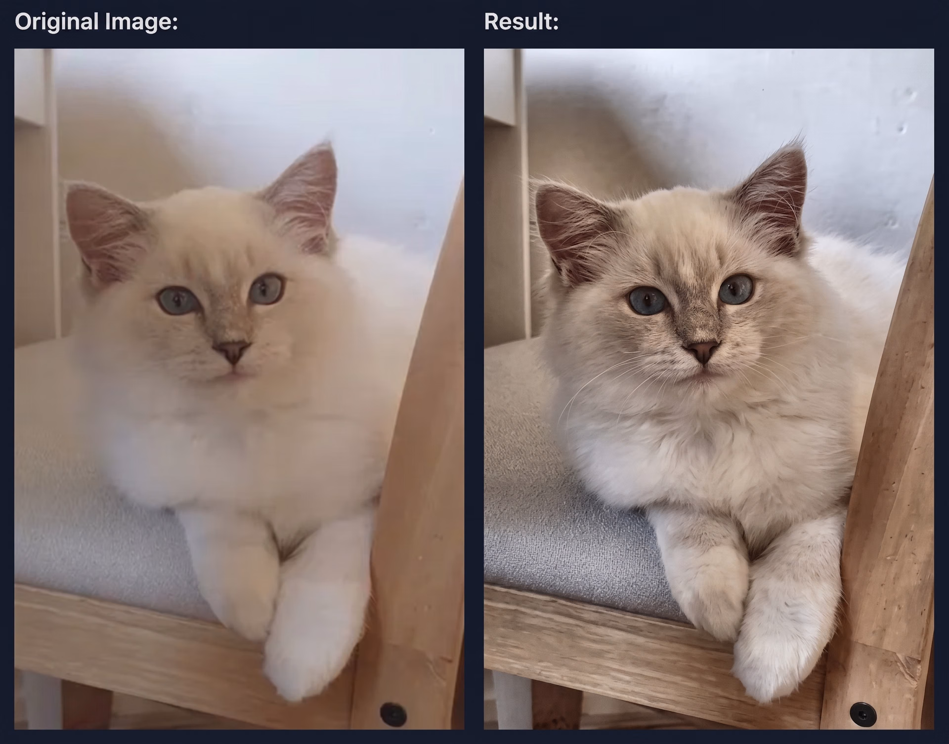 A look at augmenting an image of a cat