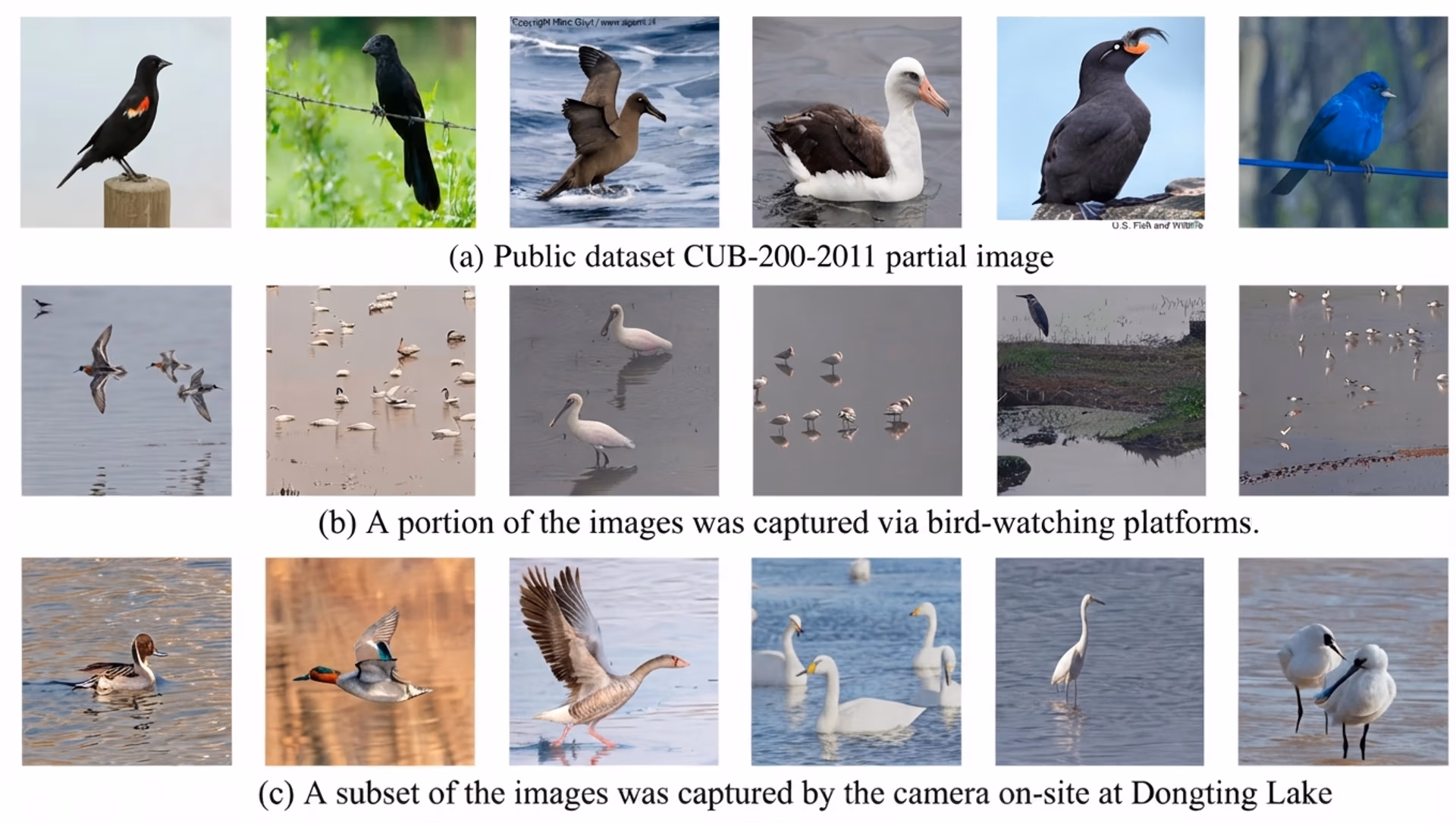 Images from the dataset used to train Birds-YOLO
