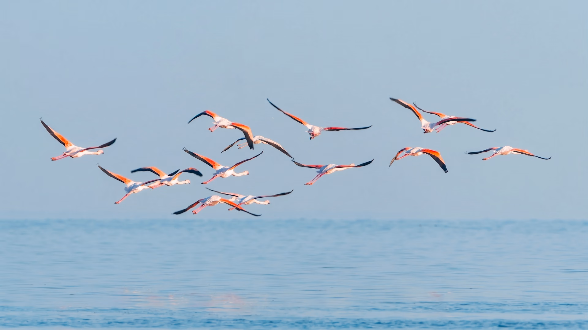 Computer vision powering smart birdwatching binoculars