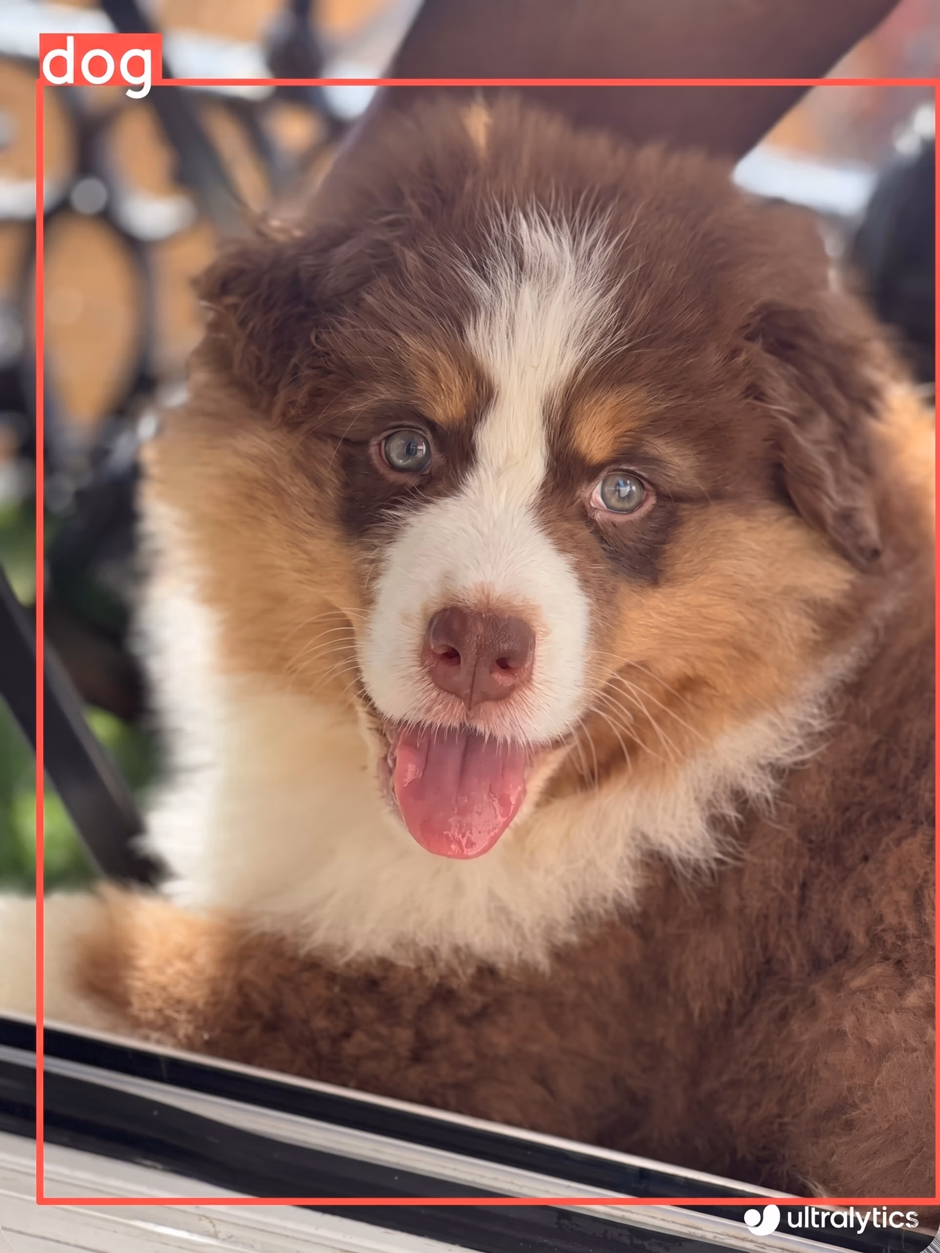 Blues, der Dog Executive Officer (DEO) bei Ultralytics
