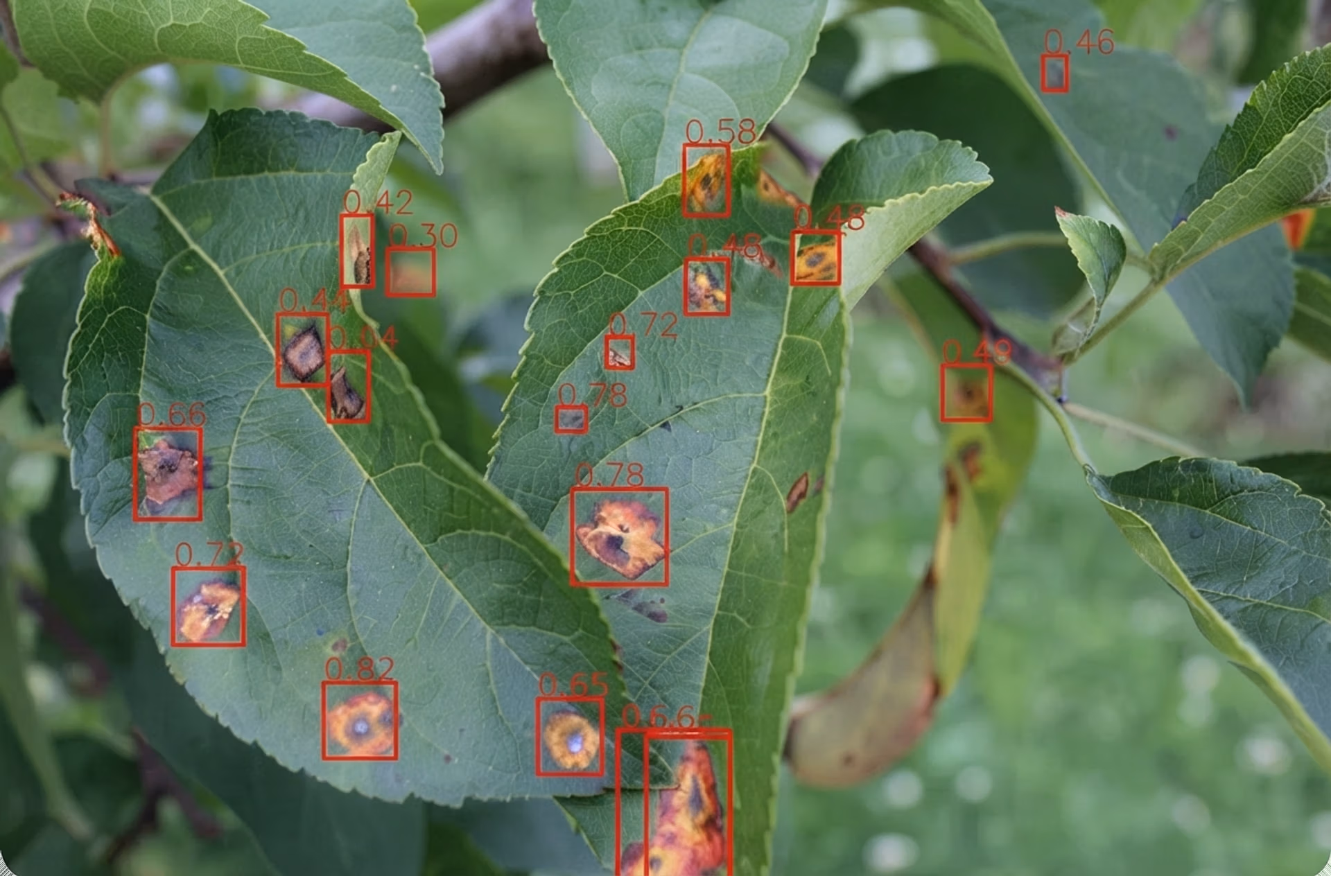 葉に見られる植物の病気であるサビ病の兆候を検知するUltralytics YOLO11